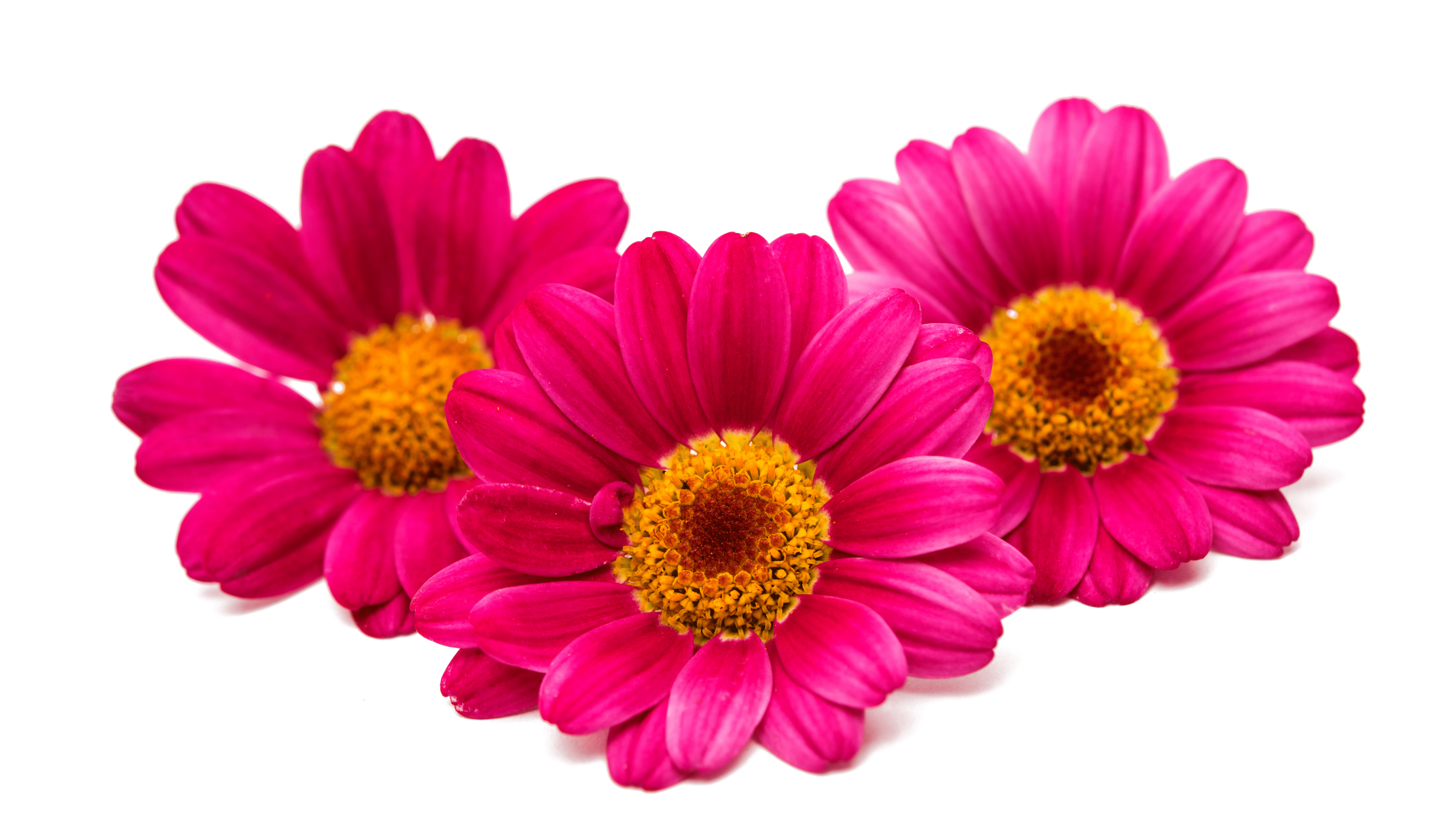 Rose Quartz Jade Roller with Handle infused with three pink daisies